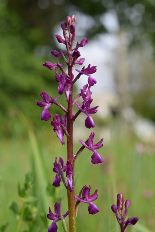 Anacamptis laxiflora (Lam.) R.M. Bateman, Pridgeon & M.W. Chase 1997. 2.jpg