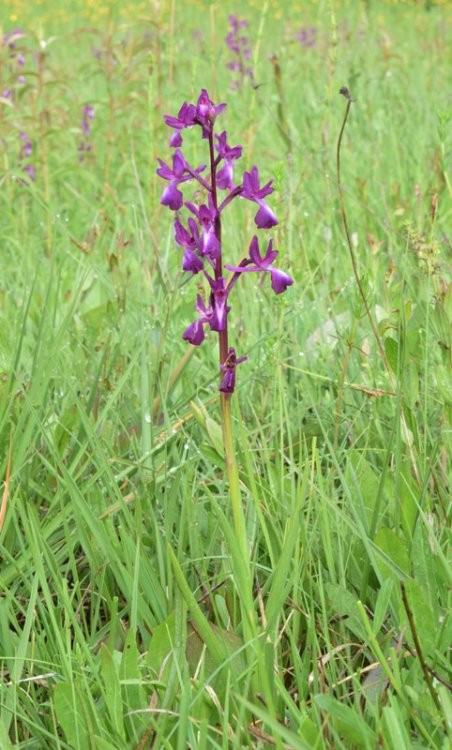 Anacamptis laxiflora (Lam.) R.M. Bateman, Pridgeon & M.W. Chase 1997. 3.jpg