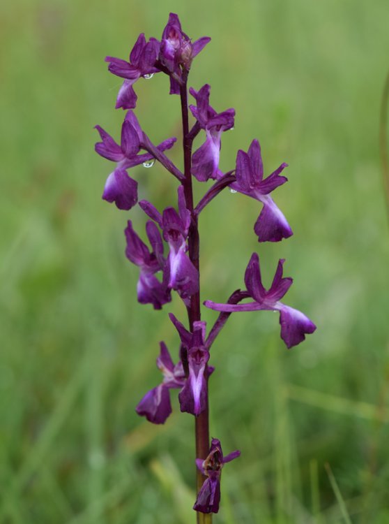 Anacamptis laxiflora (Lam.) R.M. Bateman, Pridgeon & M.W. Chase 1997. 4.jpg