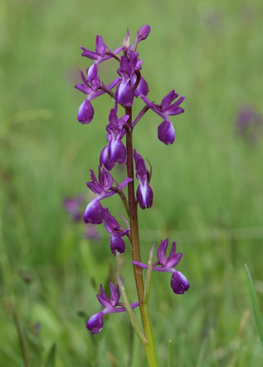 Anacamptis laxiflora (Lam.) R.M. Bateman, Pridgeon & M.W. Chase 1997. 5.jpg