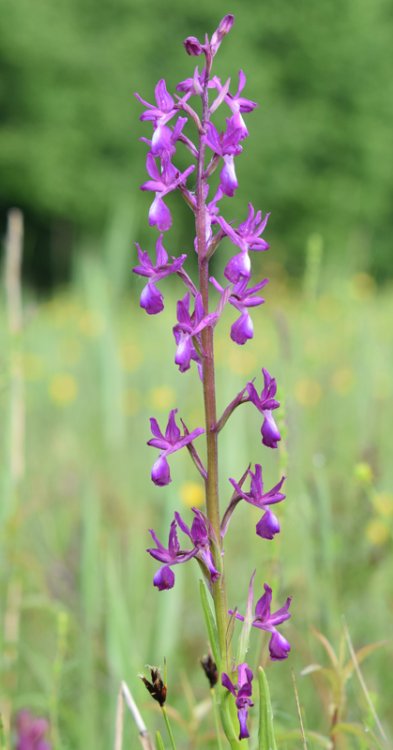 Anacamptis laxiflora (Lam.) R.M. Bateman, Pridgeon & M.W. Chase 1997. 6.jpg