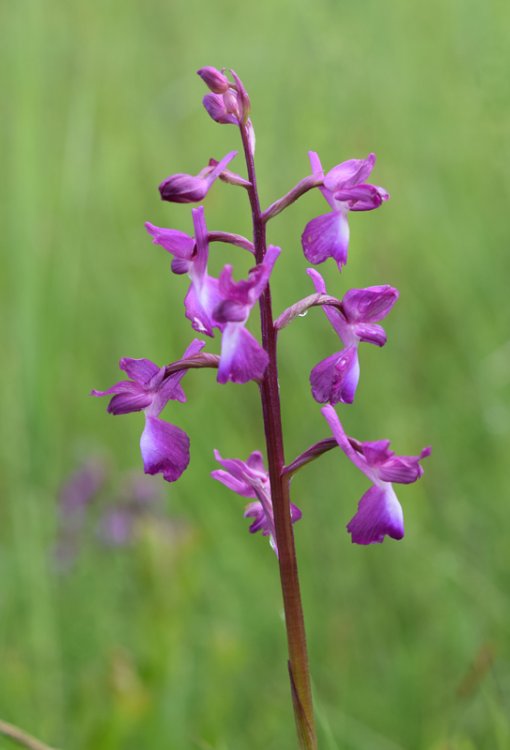 Anacamptis laxiflora (Lam.) R.M. Bateman, Pridgeon & M.W. Chase 1997. 7.jpg