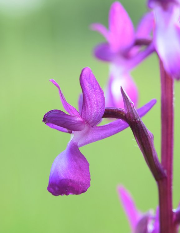 Anacamptis laxiflora (Lam.) R.M. Bateman, Pridgeon & M.W. Chase 1997. 8.jpg