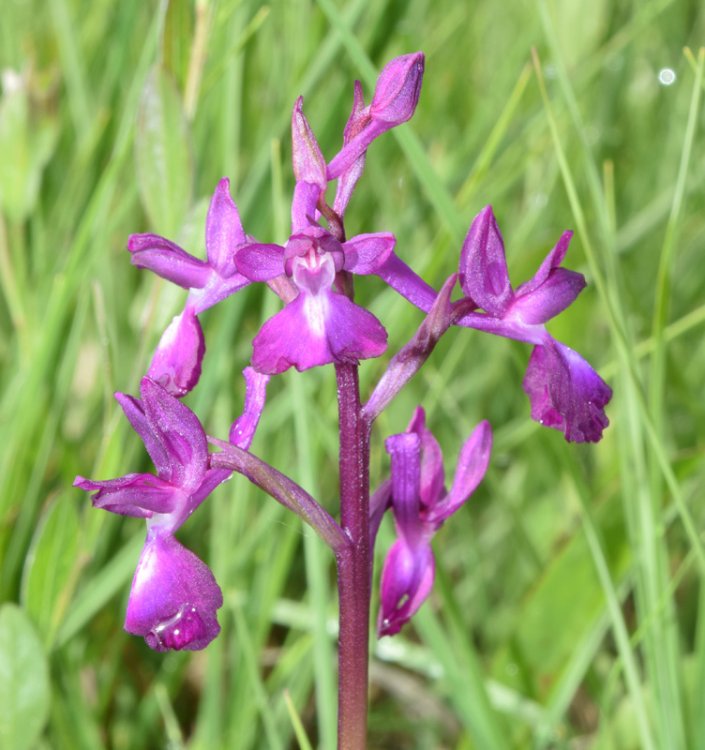 Anacamptis laxiflora (Lam.) R.M. Bateman, Pridgeon & M.W. Chase 1997. 9.jpg