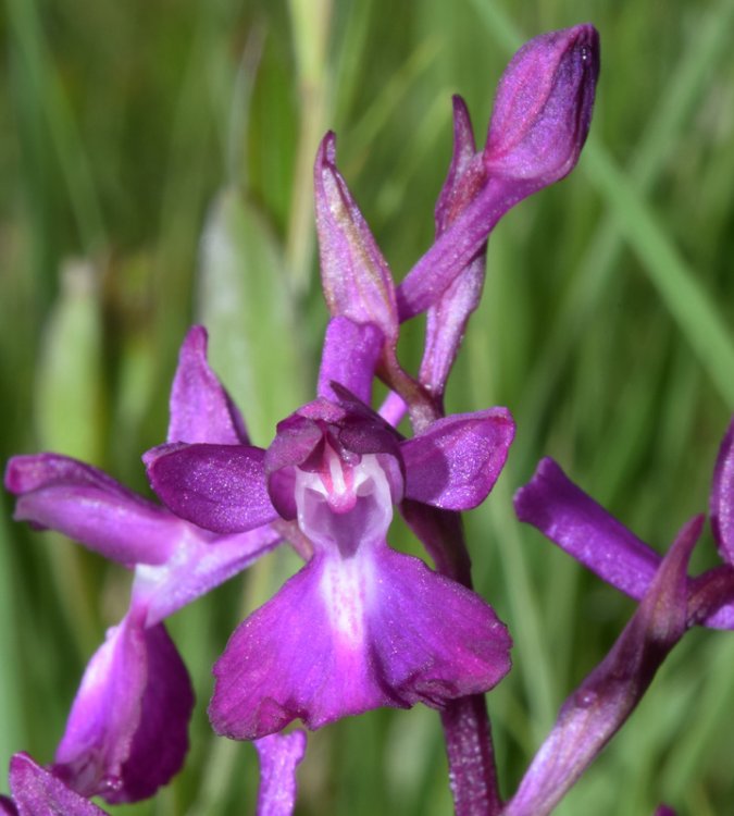 Anacamptis laxiflora (Lam.) R.M. Bateman, Pridgeon & M.W. Chase 1997. 10.jpg