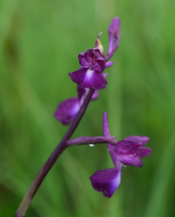 Anacamptis laxiflora (Lam.) R.M. Bateman, Pridgeon & M.W. Chase 1997. sl. 1.jpg