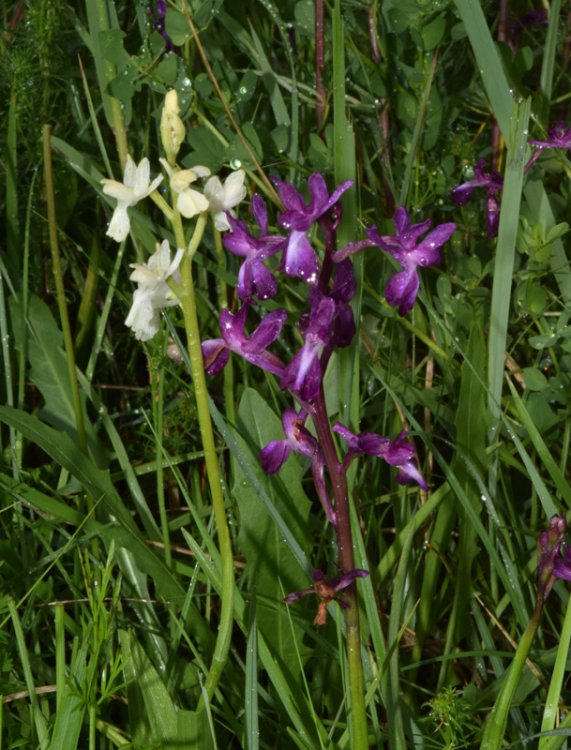 Anacamptis laxiflora (Lam.) R.M. Bateman, Pridgeon & M.W. Chase 1997. apocromica 1.jpg