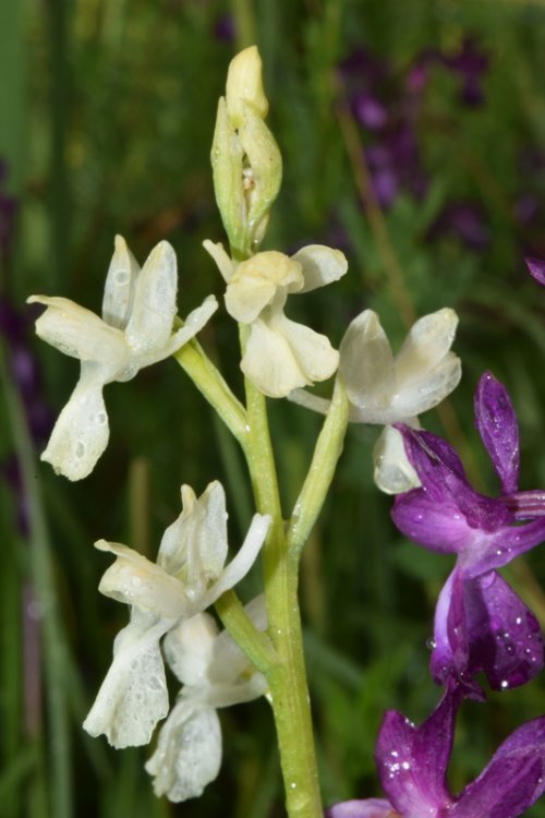 Anacamptis laxiflora (Lam.) R.M. Bateman, Pridgeon & M.W. Chase 1997. apocromica 2.jpg