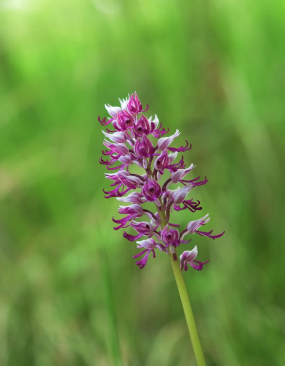 Orchis militaris L. 1753. 1.jpg