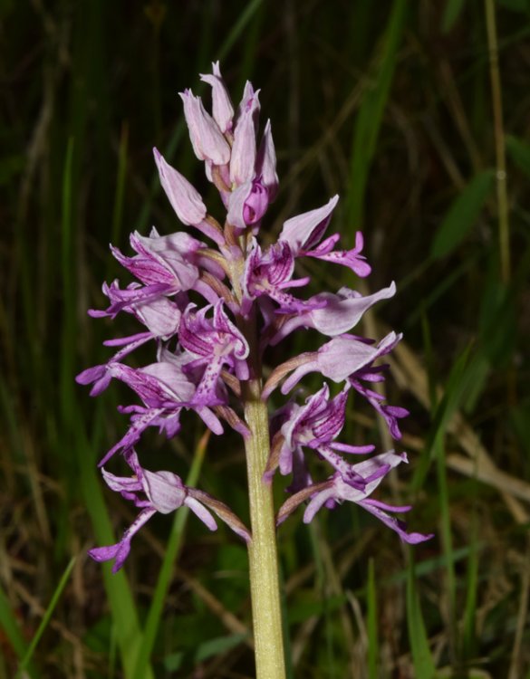 Orchis militaris L. 1753. 2.jpg