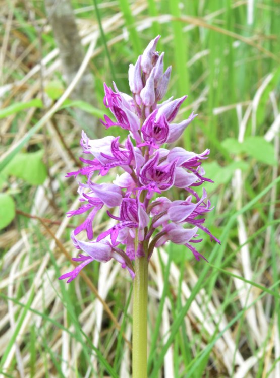 Orchis militaris L. 1753. 3.jpg