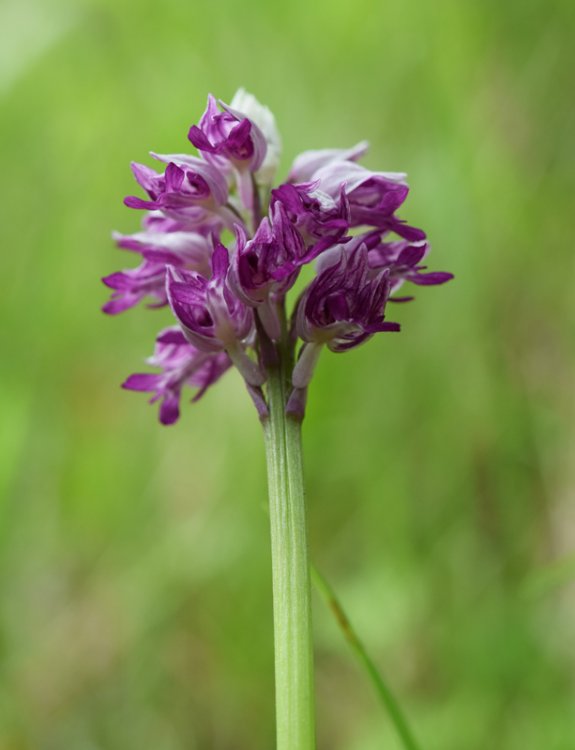 Orchis militaris L. 1753. 4.jpg