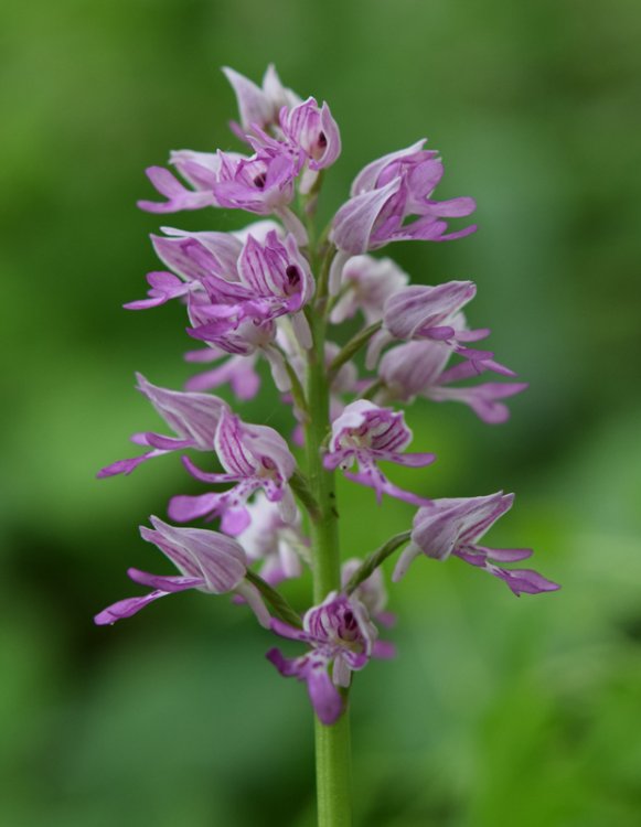 Orchis militaris L. 1753. 6.jpg