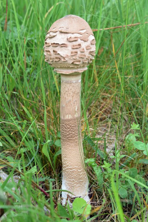 Macrolepiota procera (Scop.Fr.) Sing. 1.jpg