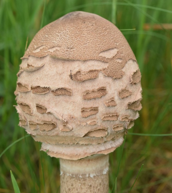 Macrolepiota procera (Scop.Fr.) Sing. 2.jpg