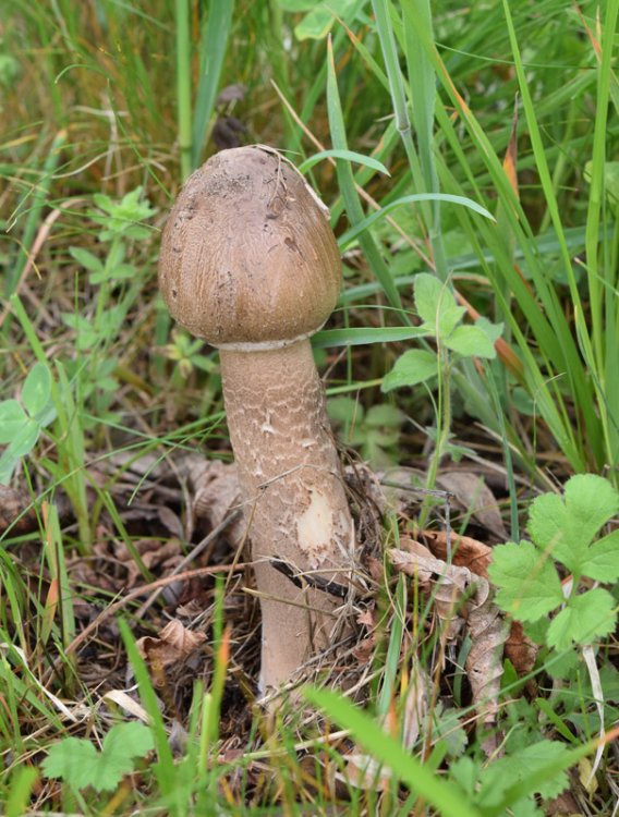 Macrolepiota procera (Scop.Fr.) Sing. 3.jpg