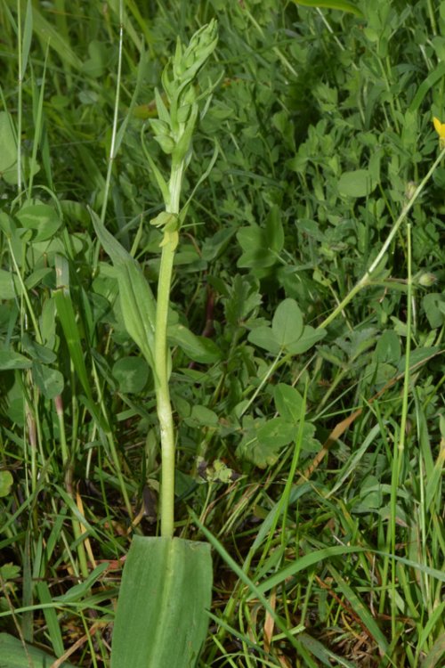 Coeloglossum viride (L.) Hartm. 1820. 1.jpg