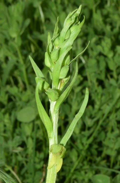 Coeloglossum viride (L.) Hartm. 1820. 2.jpg