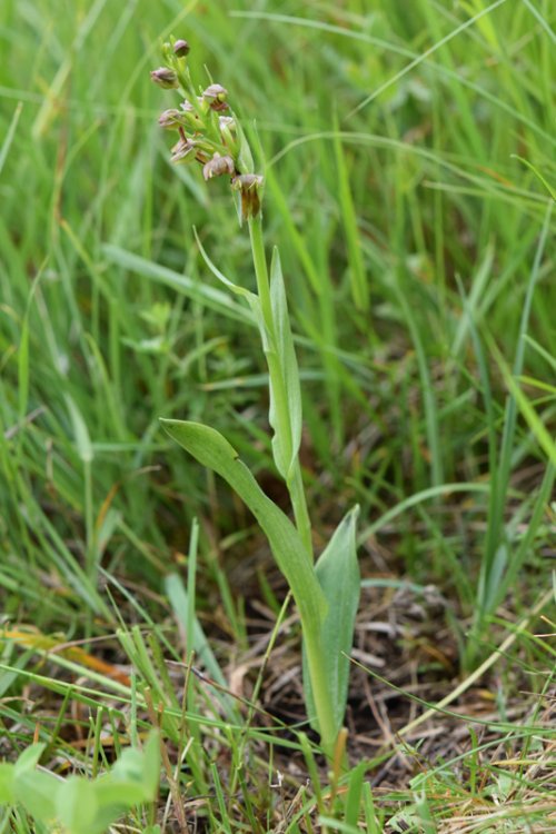 Coeloglossum viride (L.) Hartm. 1820. 3.jpg