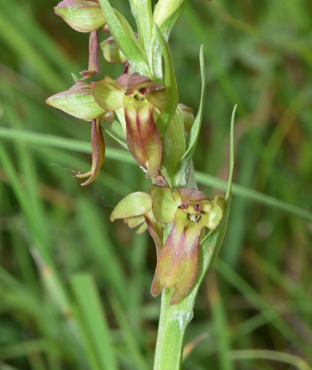 Coeloglossum viride (L.) Hartm. 1820. 4.jpg