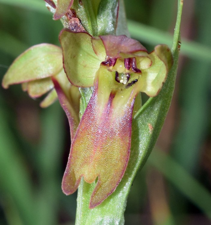 Coeloglossum viride (L.) Hartm. 1820. 5.jpg