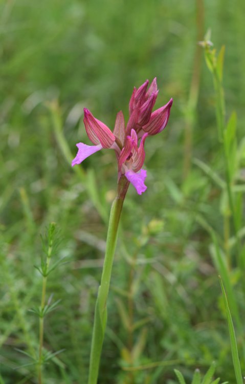 Anacamptis papilionacea (L.) R.M. Bateman, Pridgeon & M.W. Chase 1997. 1.jpg