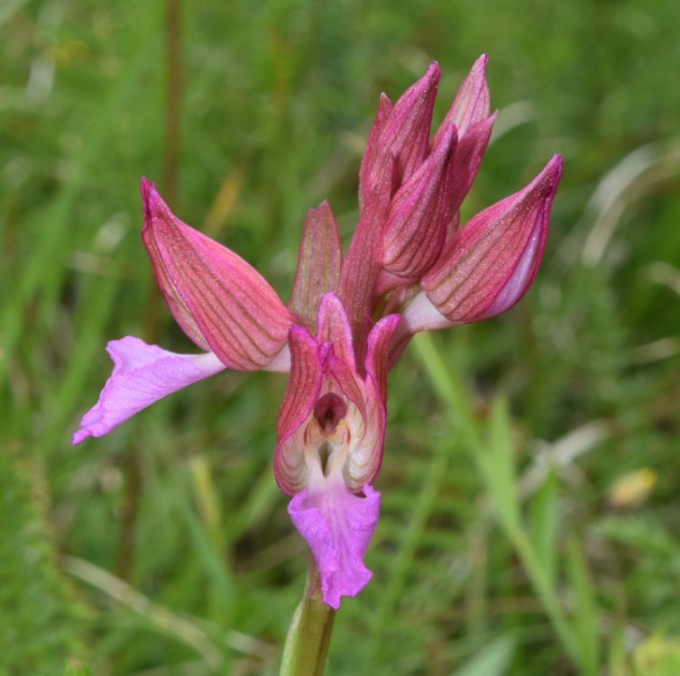 Anacamptis papilionacea (L.) R.M. Bateman, Pridgeon & M.W. Chase 1997. 2.jpg