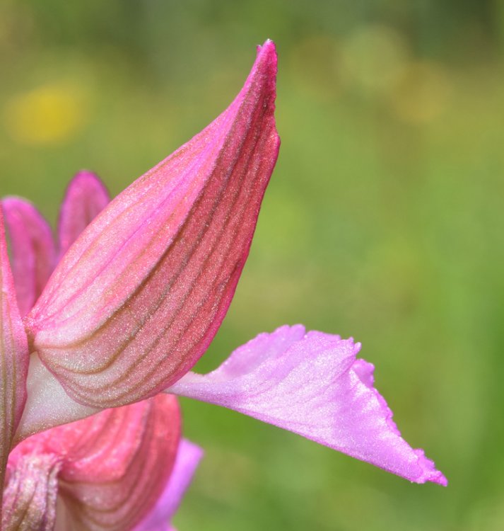 Anacamptis papilionacea (L.) R.M. Bateman, Pridgeon & M.W. Chase 1997. 3.jpg