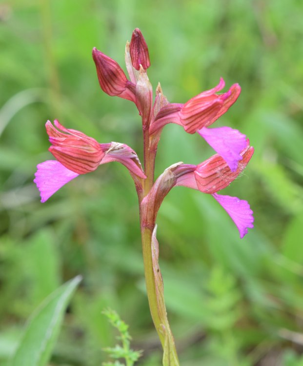 Anacamptis papilionacea (L.) R.M. Bateman, Pridgeon & M.W. Chase 1997. 4.jpg