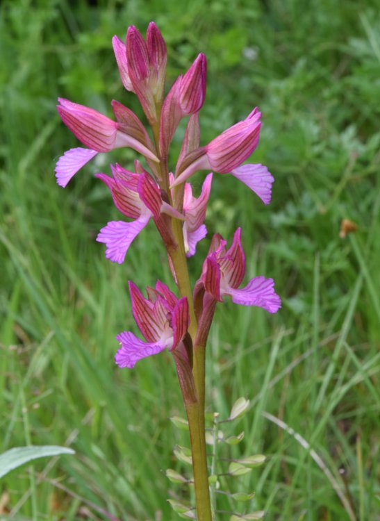 Anacamptis papilionacea (L.) R.M. Bateman, Pridgeon & M.W. Chase 1997. 5.jpg