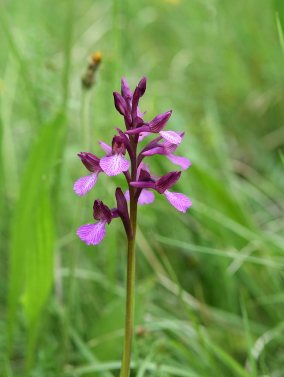 Anacamptis x gennarii (Rchb.f.) H. Kretzschmar, Eccarius & H. Dietr. 2007. 1.jpg