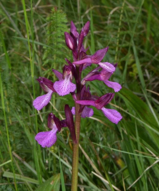 Anacamptis x gennarii (Rchb.f.) H. Kretzschmar, Eccarius & H. Dietr. 2007. 2.jpg