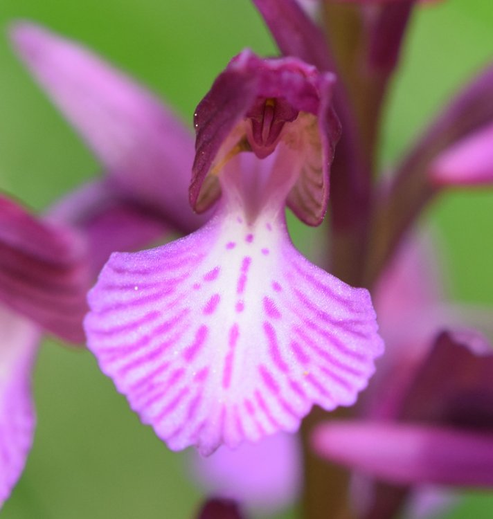 Anacamptis x gennarii (Rchb.f.) H. Kretzschmar, Eccarius & H. Dietr. 2007. 3.jpg