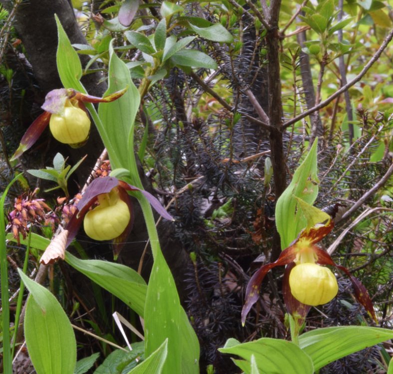 Cypripedium calceolus L. 2.jpg