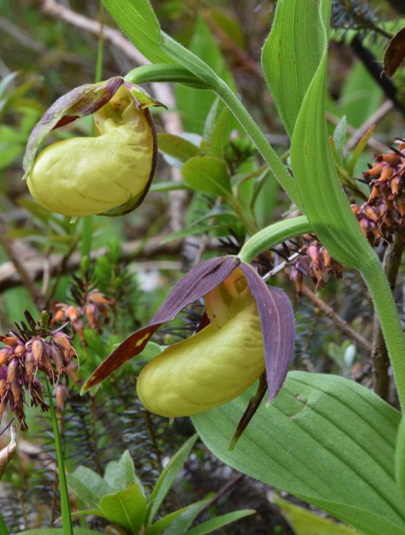 Cypripedium calceolus L. 3.jpg