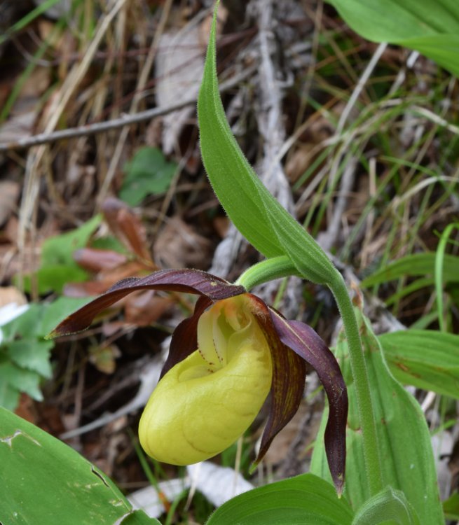 Cypripedium calceolus L. 4.jpg