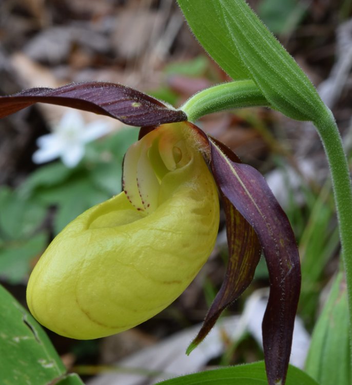 Cypripedium calceolus L. 5.jpg