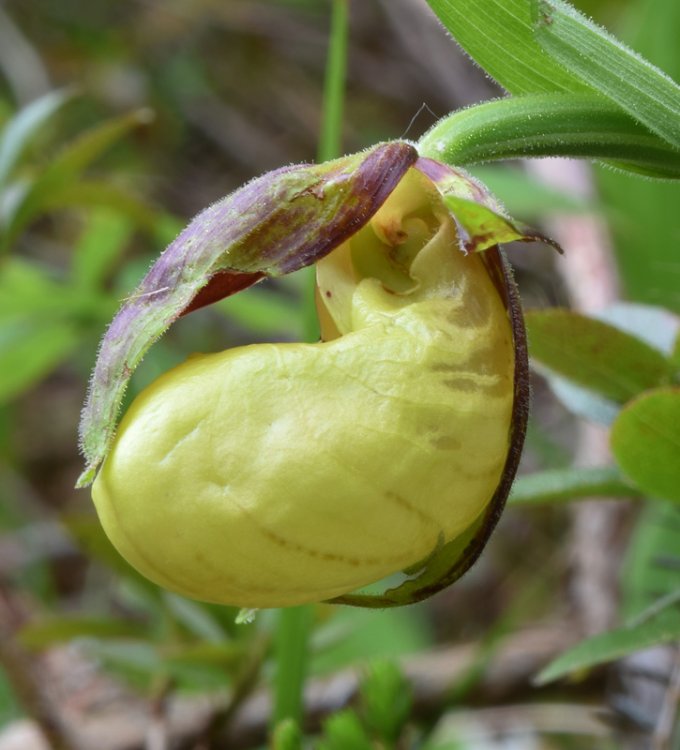 Cypripedium calceolus L. 6.jpg