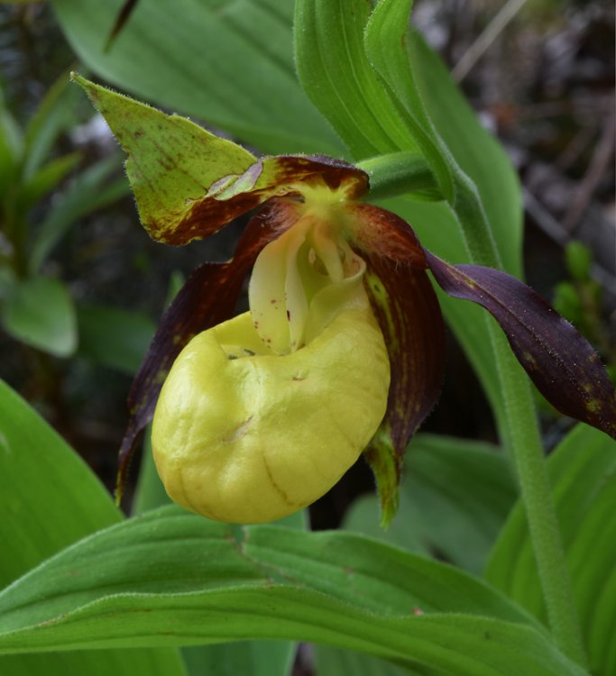 Cypripedium calceolus L. 7.jpg