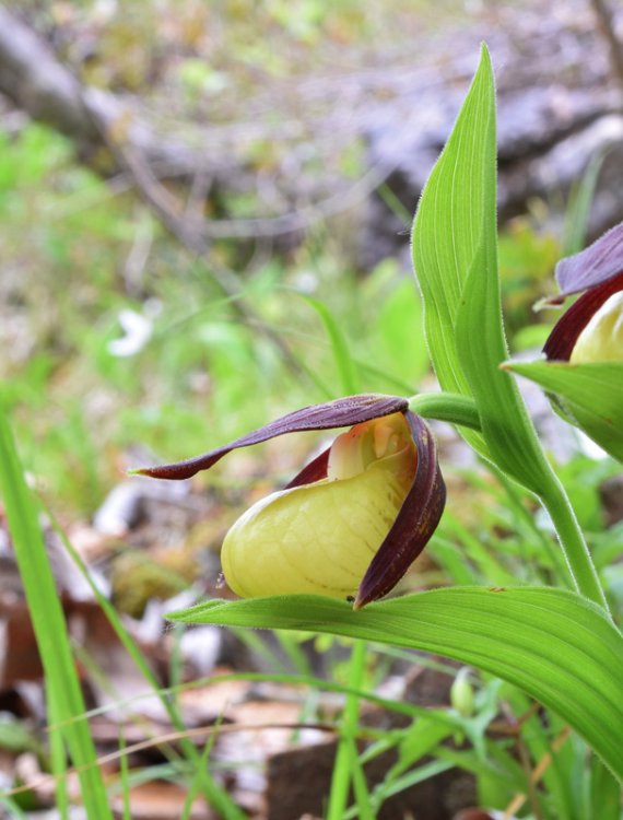 Cypripedium calceolus L. 8.jpg