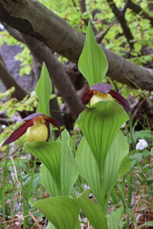 Cypripedium calceolus L. 9.jpg