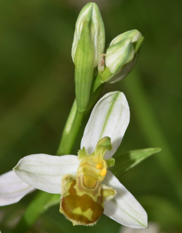 Ophrys apifera Huds. (2).jpg