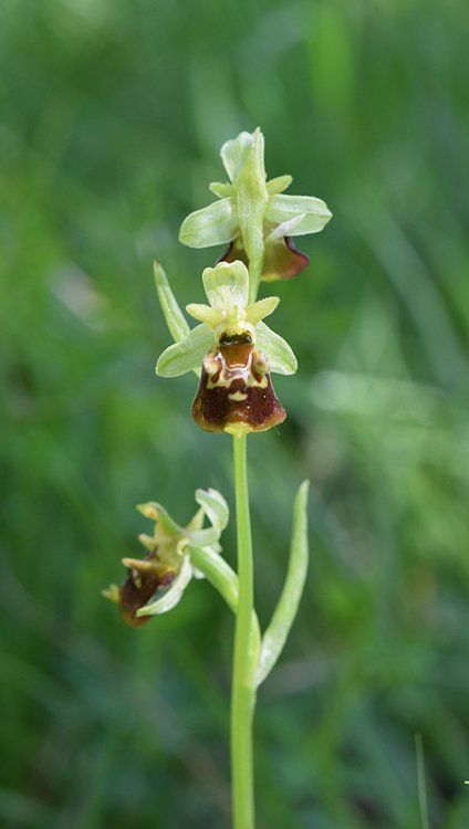 Ophrys holosericea subsp. untchjii. 1.jpg