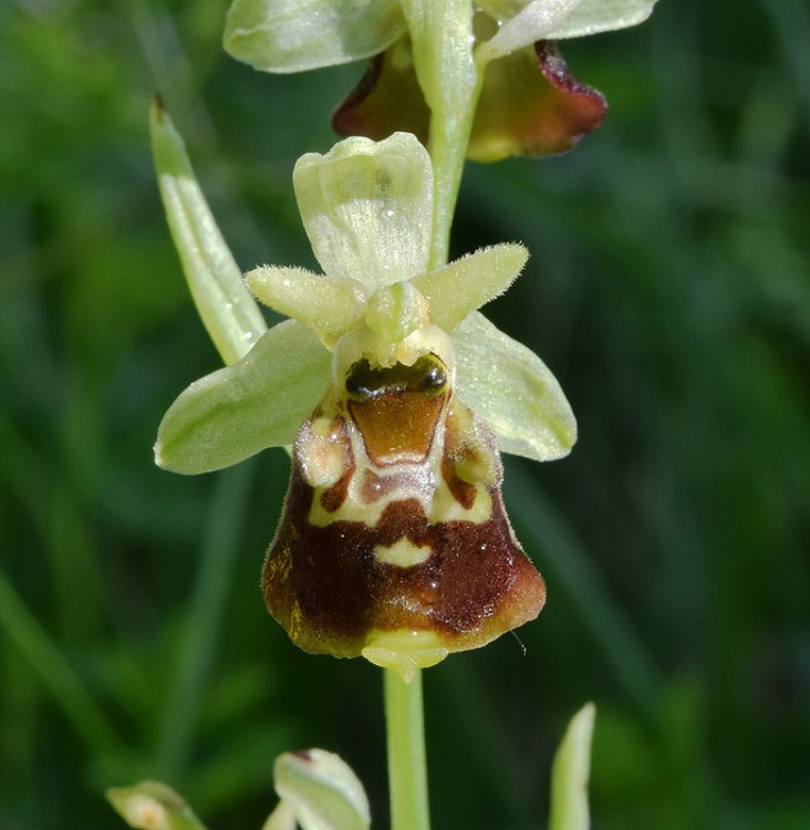 Ophrys holosericea subsp. untchjii. 2.jpg