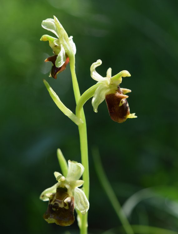 Ophrys holosericea subsp. untchjii. 3.jpg
