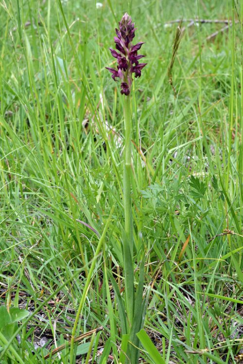 Anacamptis coriophora subsp. fragrans (Pollini) R.M. Bateman, Pridgeon & M.W. Chase 1997. 1.jpg