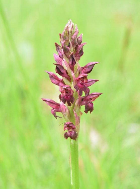 Anacamptis coriophora subsp. fragrans (Pollini) R.M. Bateman, Pridgeon & M.W. Chase 1997. 2.jpg