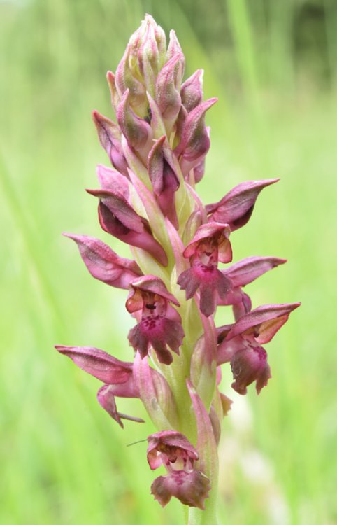 Anacamptis coriophora subsp. fragrans (Pollini) R.M. Bateman, Pridgeon & M.W. Chase 1997. 3.jpg