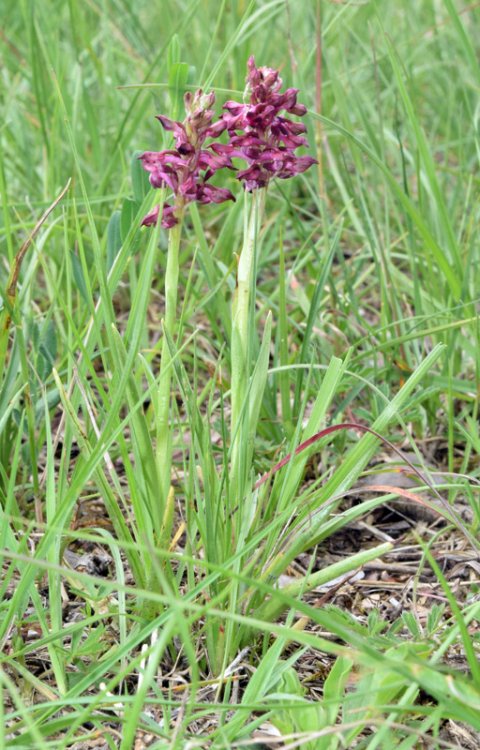 Anacamptis coriophora subsp. fragrans (Pollini) R.M. Bateman, Pridgeon & M.W. Chase 1997. 5.jpg