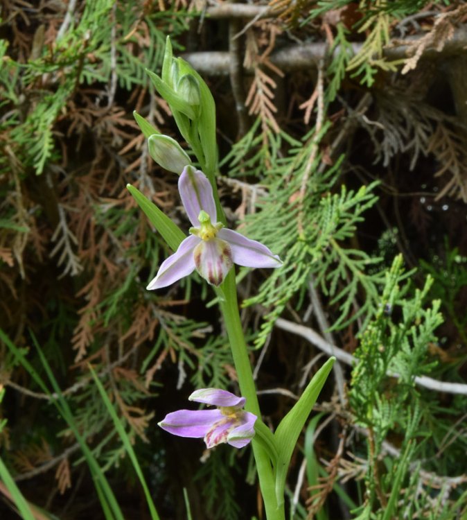 Ophrys apifera var. tilaventina Nonis & Liverani. 1.jpg